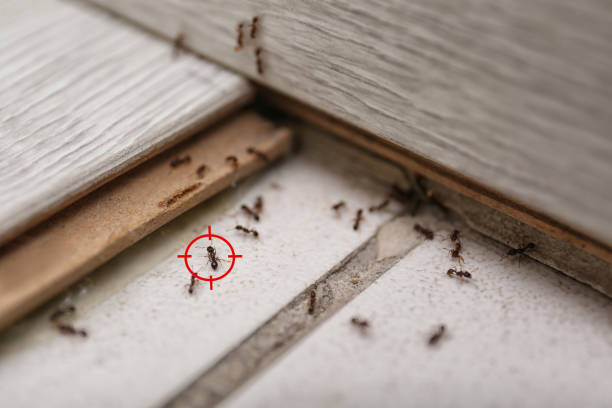 Best Pest Prevention Services  in Spring Valley, NY