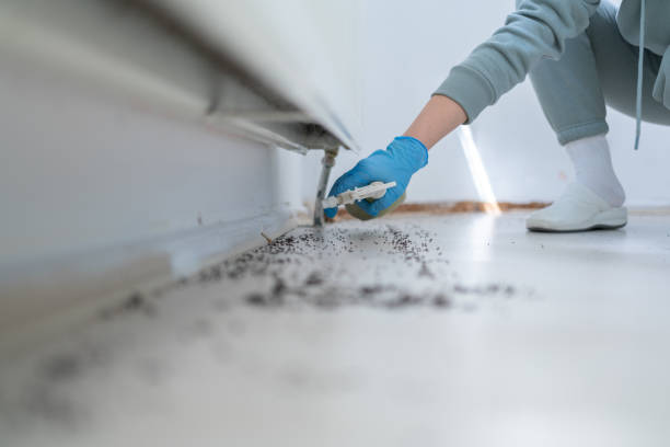 Best Termite Control Services  in Spring Valley, NY